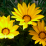 Gazania rigens.png